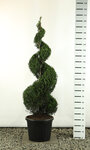 Cupressocyparis leylandii Spiral extra - total height 200-225 cm [pallet]