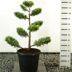 Juniperus chinensis Kuriwao Gold multiplateau - total height 100-125 cm - pot 20 ltr