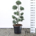 Pinus parviflora Glauca