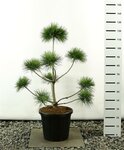 Pinus sylvestris multiplateau - total height 100-125 cm [pallet]