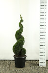 Thuja occidentalis Smaragd Spiral - total height 125-150 cm - pot 20 ltr