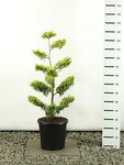 Cupressocyparis leylandii Gold Rider Multiplateau - total height 80-100 cm - pot &Oslash; 18 cm