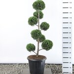 Cupressocyparis leylandii multibol extra - total height 100-125 cm