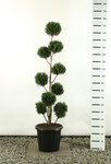 Cupressocyparis leylandii 2001 Multibol - total height 125-150 cm - pot 20 ltr