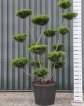 Ilex crenata Green Hedge Multiplateau extra