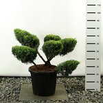 Juniperus media Old Gold multiplateau extra - total height 100-125 cm - pot 20 ltr