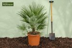 Chamaerops humilis 