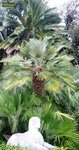 Chamaerops humilis