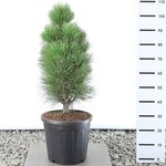 Pinus nigra Green Tower