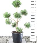 Pinus nigra var. nigra multiplateau extra