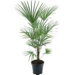 Trachycarpus fortunei Frosty - total height 140-160 cm - pot &Oslash; 32 cm