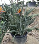 Strelitzia reginae