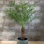 Phoenix roebelenii trunk 80-100 cm [pallet]