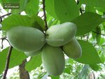 Asimina triloba - total height 90+ cm - pot &Oslash; 19 cm