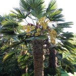 Trachycarpus wagnerianus multitrunk