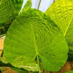 Alocasia macrorrhizzos Borneo Giant