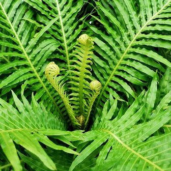 Blechnum gibbum Silver Lady