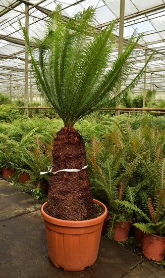 Cycas panzhihuaensis - trunk 60 cm - total height 170 cm - pot &Oslash; 45 cm [PALLET]