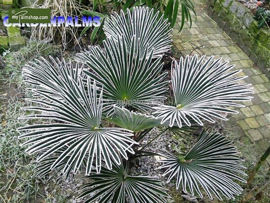 Trachycarpus wagnerianus