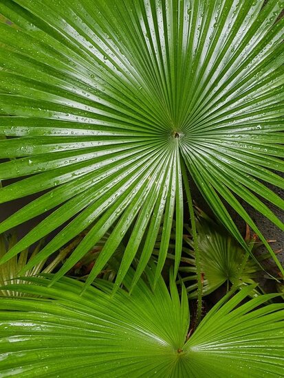 Livistona chinensis doubletrunk - trunk 20-30 cm - total height 130-150 cm - pot &Oslash; 48 cm [pallet]