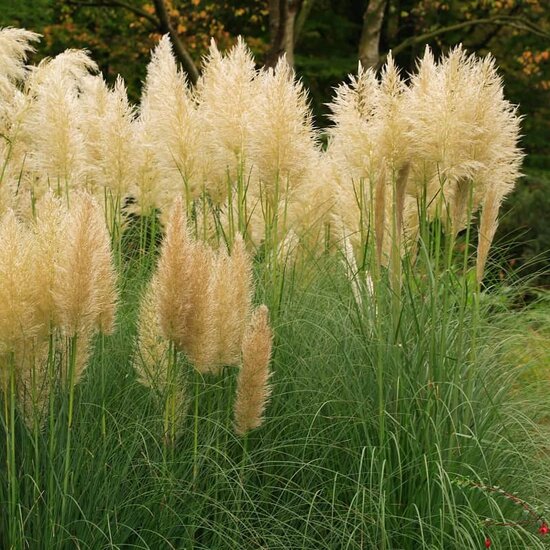 Cortaderia selloana Gold Mini Pampas - total height 50-60 cm - pot 2 lt