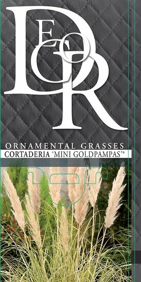 Cortaderia selloana Gold Mini Pampas - total height 50-60 cm - pot 2 lt