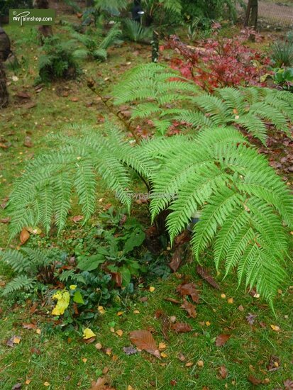 Cyathea cooperi leaves