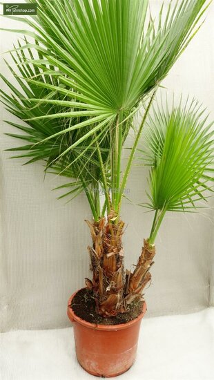 Washingtonia robusta Multitrunk - total height 130-150 cm - pot &Oslash; 40 cm [pallet]