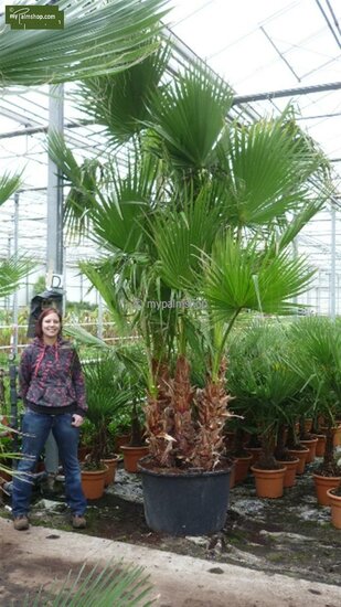 Washingtonia robusta Multitrunk - total height 130-150 cm - pot &Oslash; 40 cm [pallet]