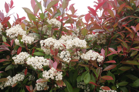 Photinia fraseri Red Robin - total height 50-70 cm - pot &Oslash; 18 cm