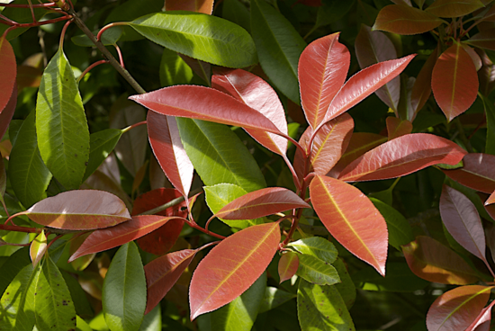 Photinia fraseri Red Robin - total height 50-70 cm - pot &Oslash; 18 cm