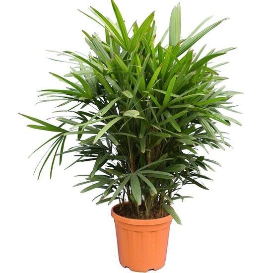 Raphis palm hot sale