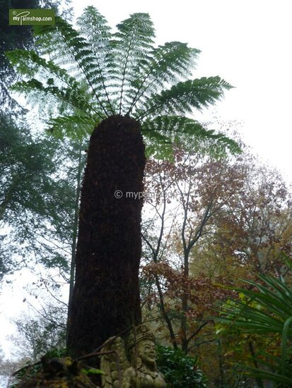 Dicksonia antarctica - trunk 15-20 cm - total height 80-100 cm - pot &Oslash; 26 cm