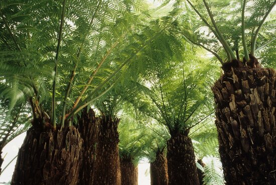 Dicksonia antarctica - trunk 70-80 cm [pallet]