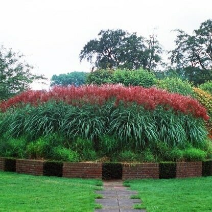 Miscanthus sinensis Ferner Osten