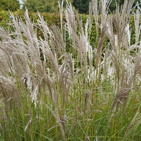 Miscanthus sinensis Kleine Silberspinne - pot 10 ltr