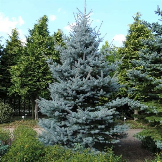 Picea pungens Hoopsii