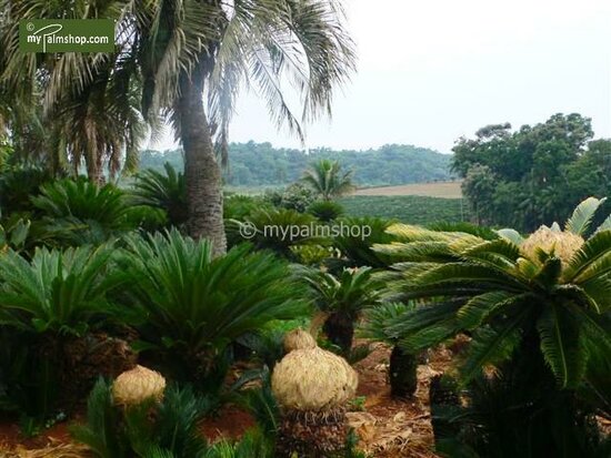 Cycas revoluta - trunk 65-75 cm [pallet]