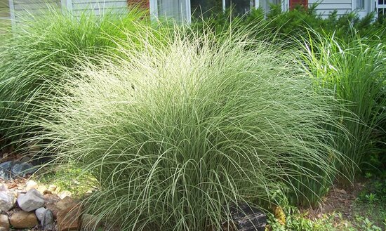 Miscanthus sinensis Morning Light