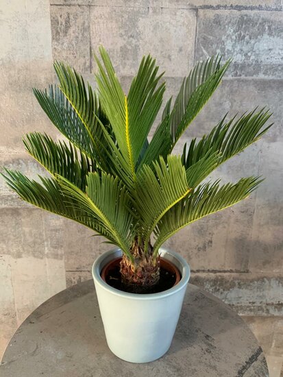 Cycas revoluta - palmvaren