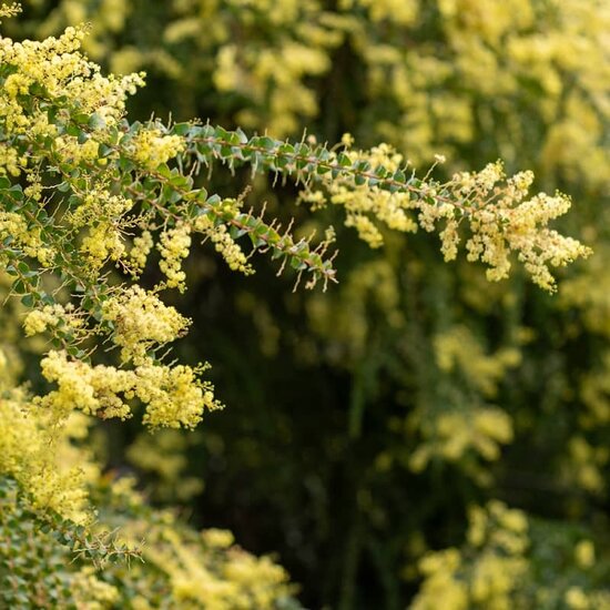 Acacia pravissima