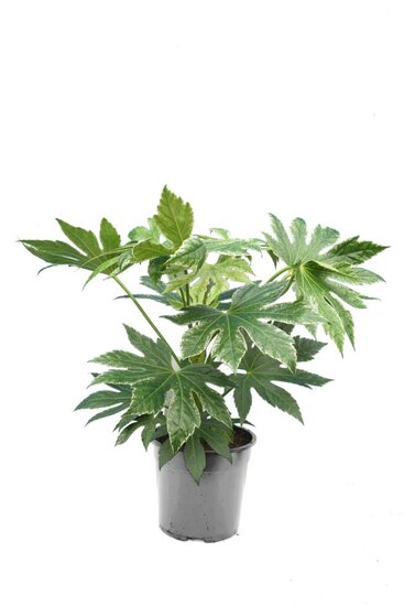 Fatsia japonica Spiders Web