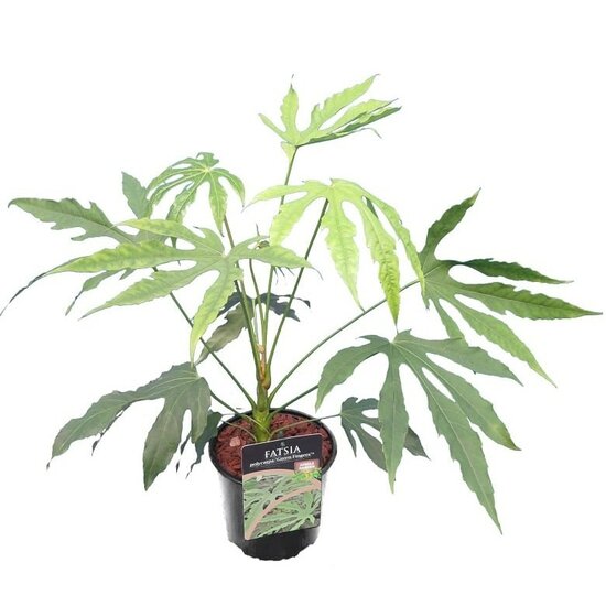 Fatsia polycarpa Green Fingers - total height 40-60 cm - pot &Oslash; 17 cm