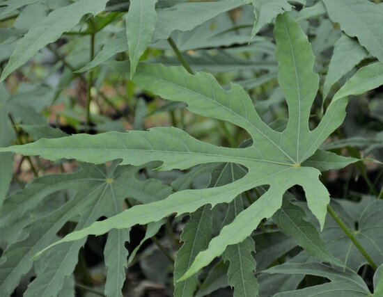 Fatsia polycarpa Green Fingers - total height 40-60 cm - pot &Oslash; 17 cm