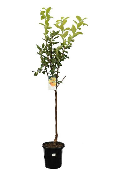 Diospyros kaki - total height 120-140 cm - pot &Oslash; 28 cm