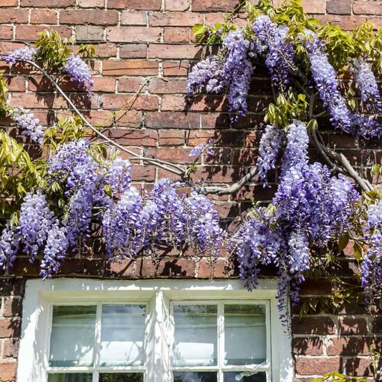 Wisteria sinensis