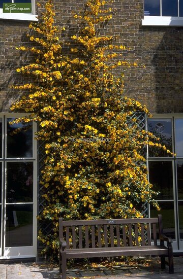 Fremontodendron California Glory - pot &Oslash; 21 cm