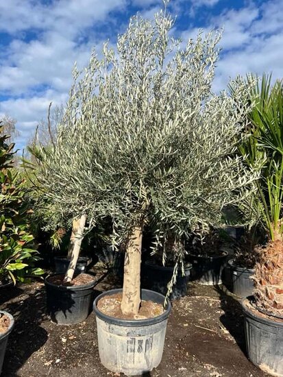 Olea europaea - trunk circumference 50-60 cm [pallet]