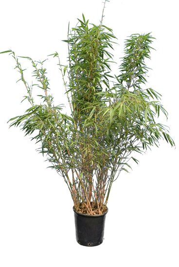 Fargesia rufa - pot 10 ltr