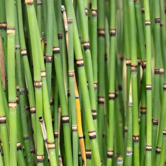 Equisetum japonicum